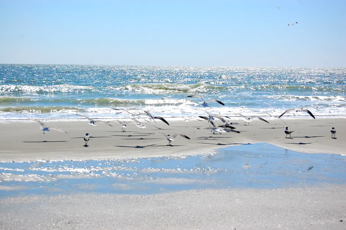 A tranquil stretch of sandy beach where gentle ocean waves meet the shore. A flock of birds strolls along the edge of the water, and the wet sand reflects the morning light. The scene is uncrowded and peaceful, evoking a sense of relaxation and connection to nature.